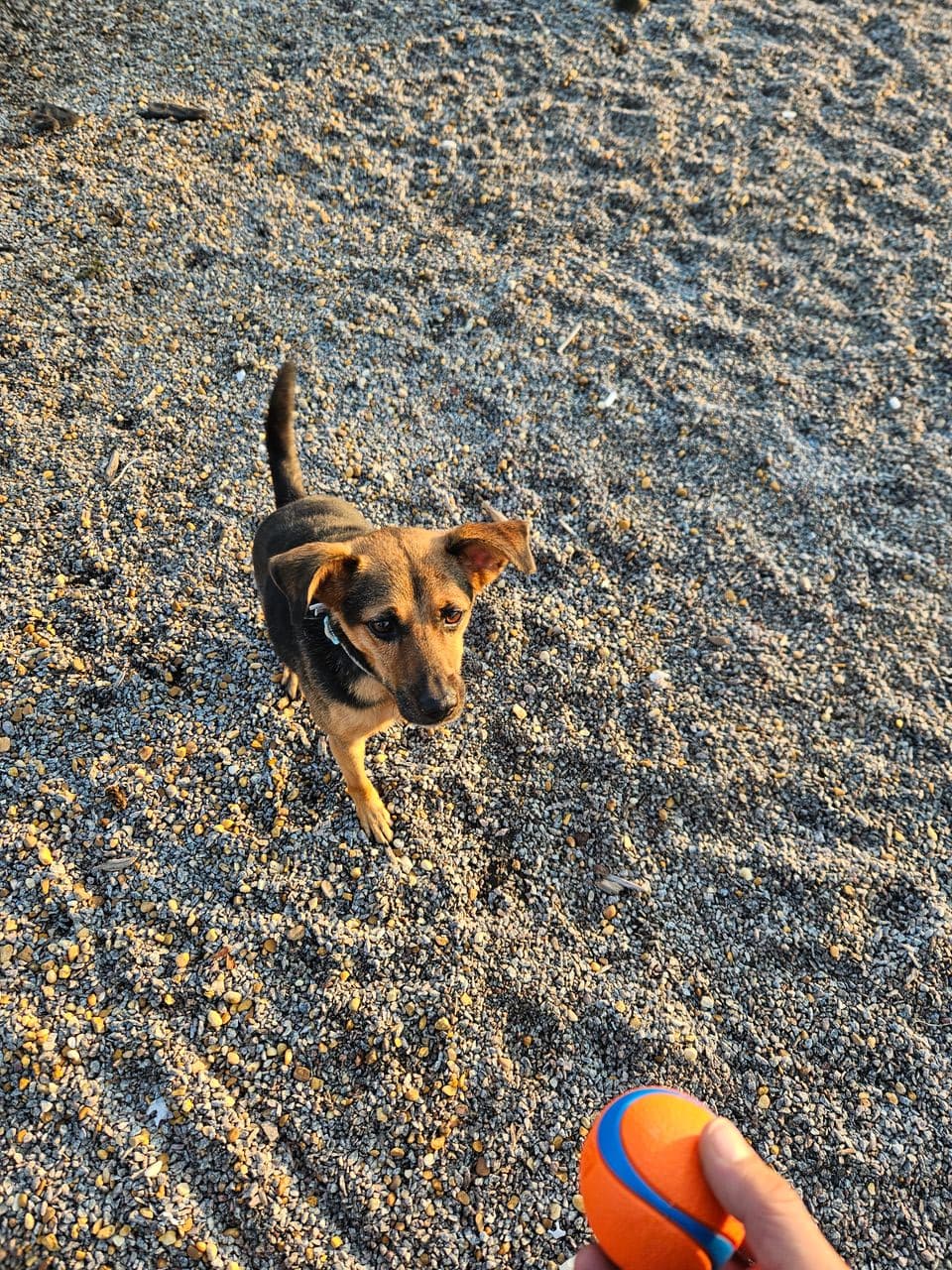Pet travel photo 2