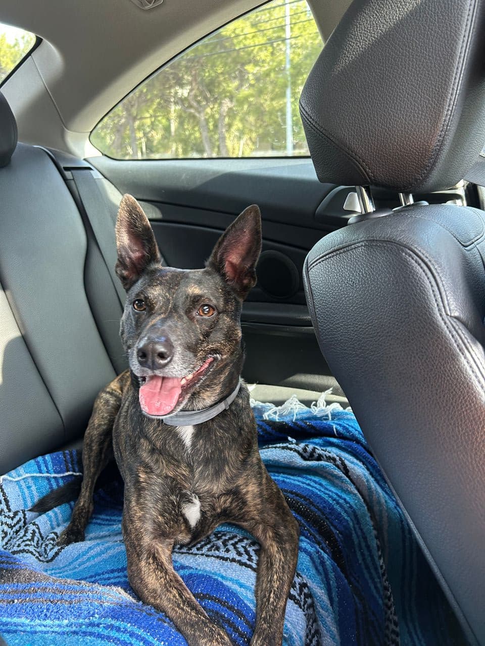 Pet travel photo 3