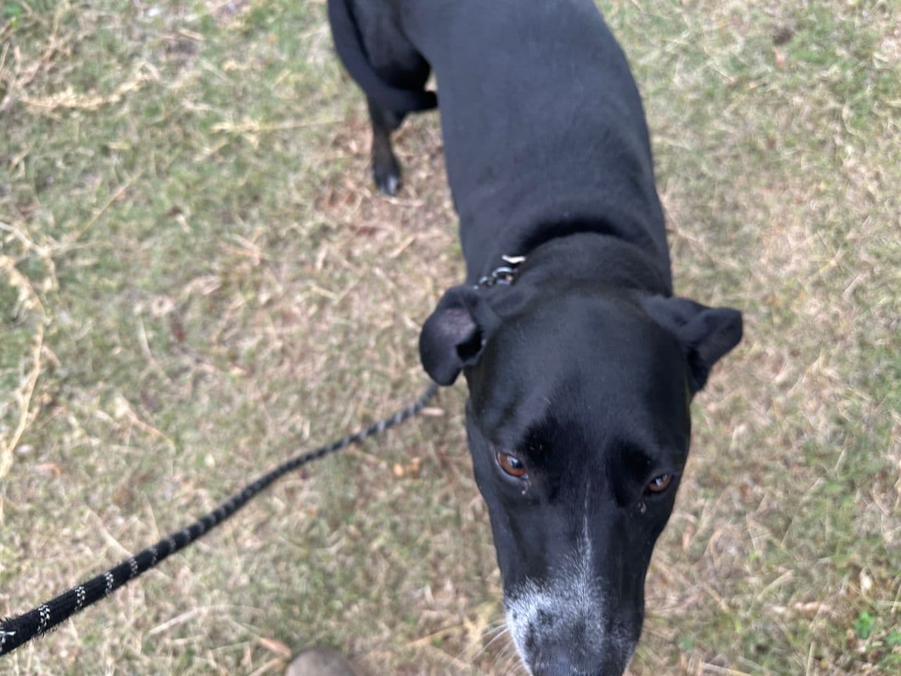 Pet travel photo 1