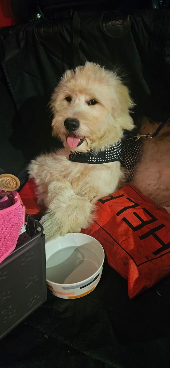 Pet travel photo 2