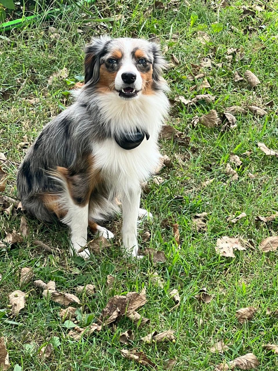 Pet travel photo 6