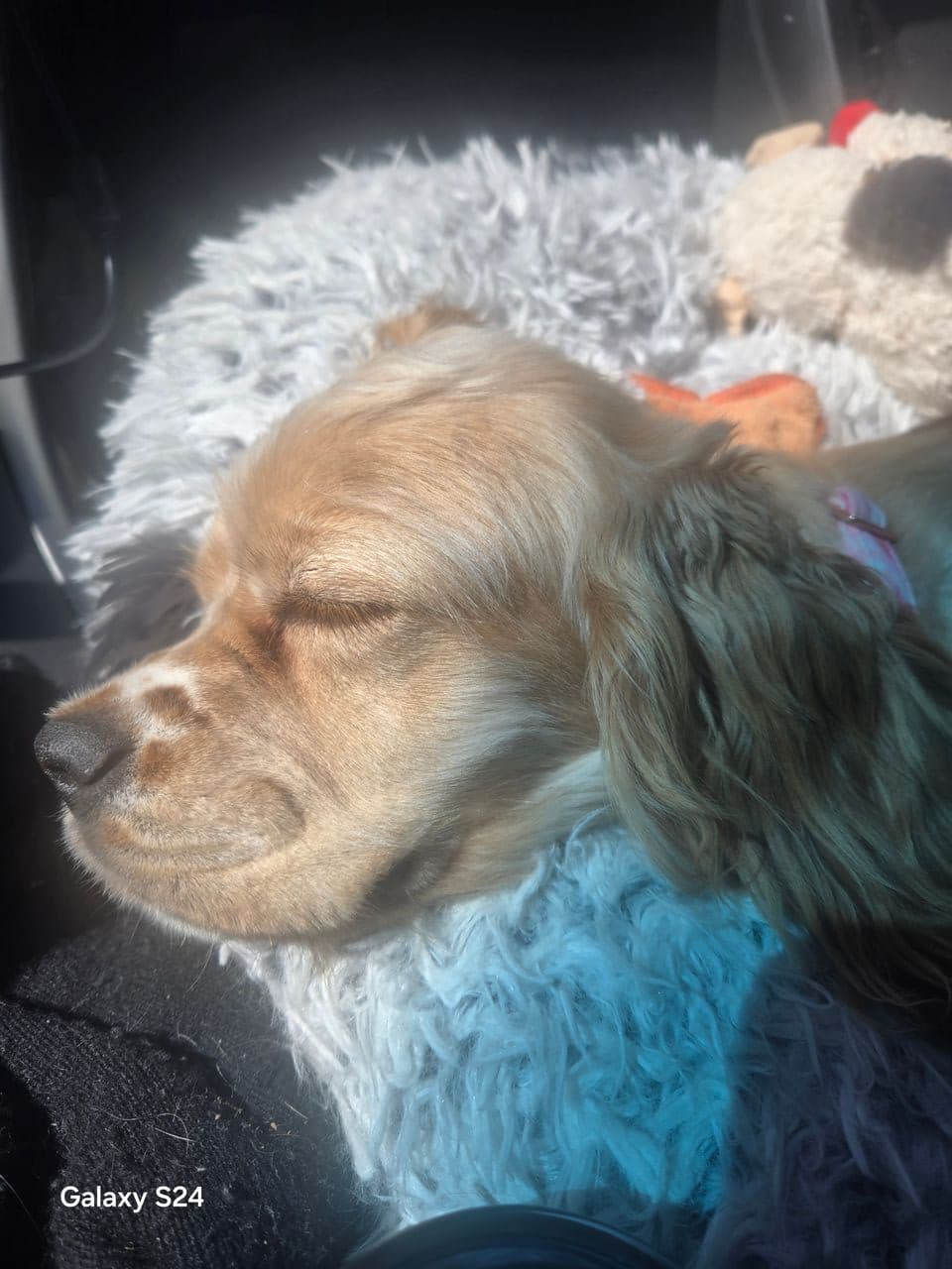Pet travel photo 6