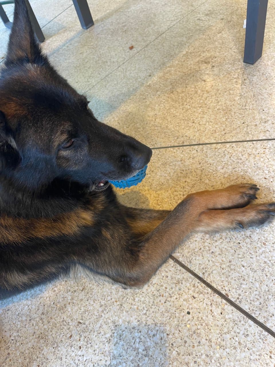 Pet travel photo 3