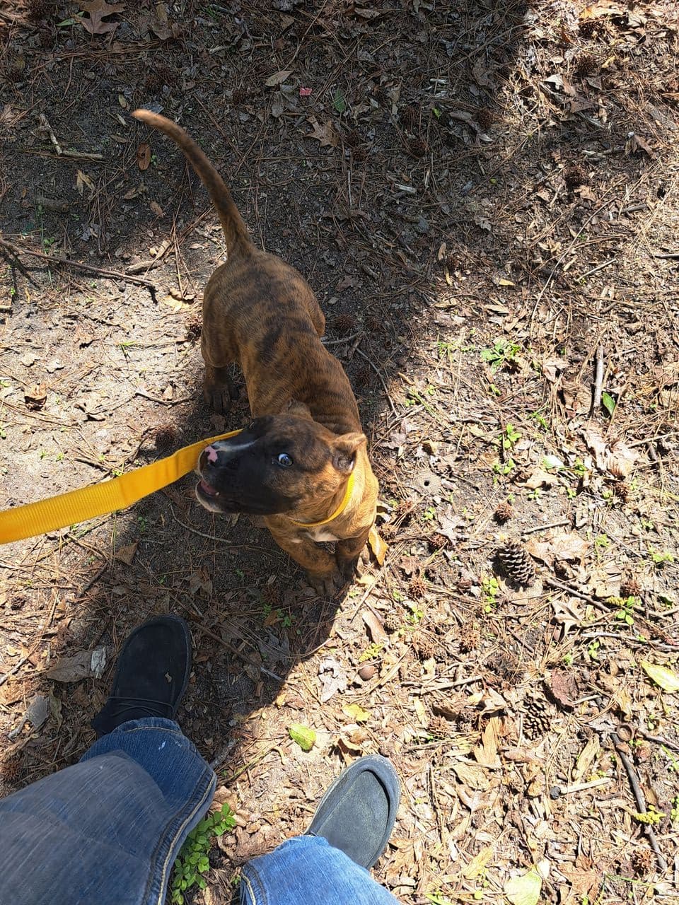 Pet travel photo 1