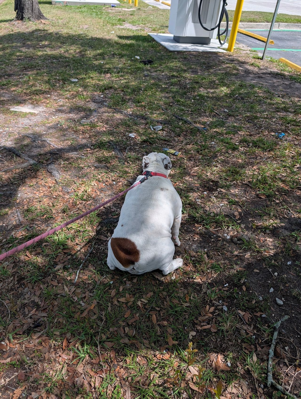 Pet travel photo 3
