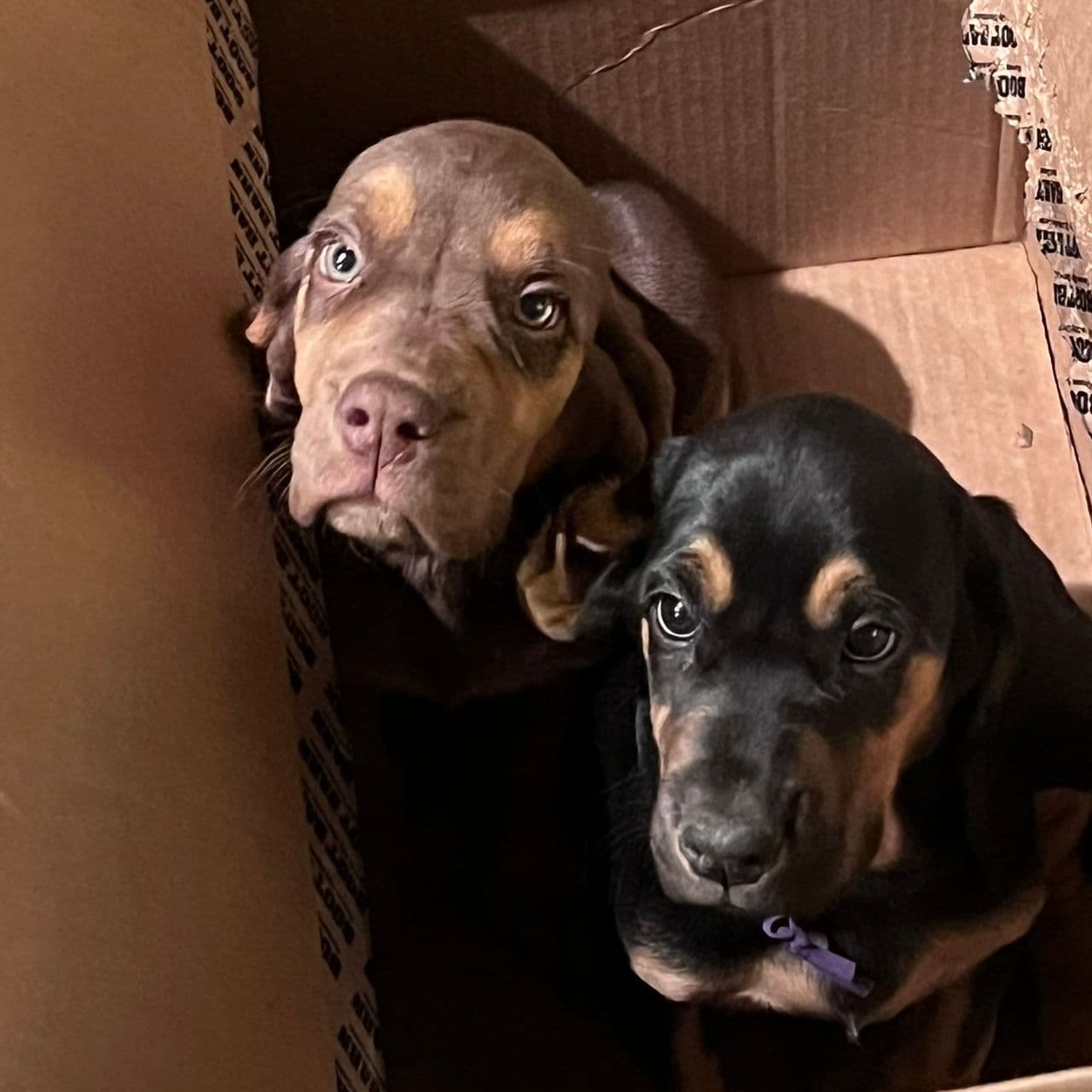 Pet travel photo 3