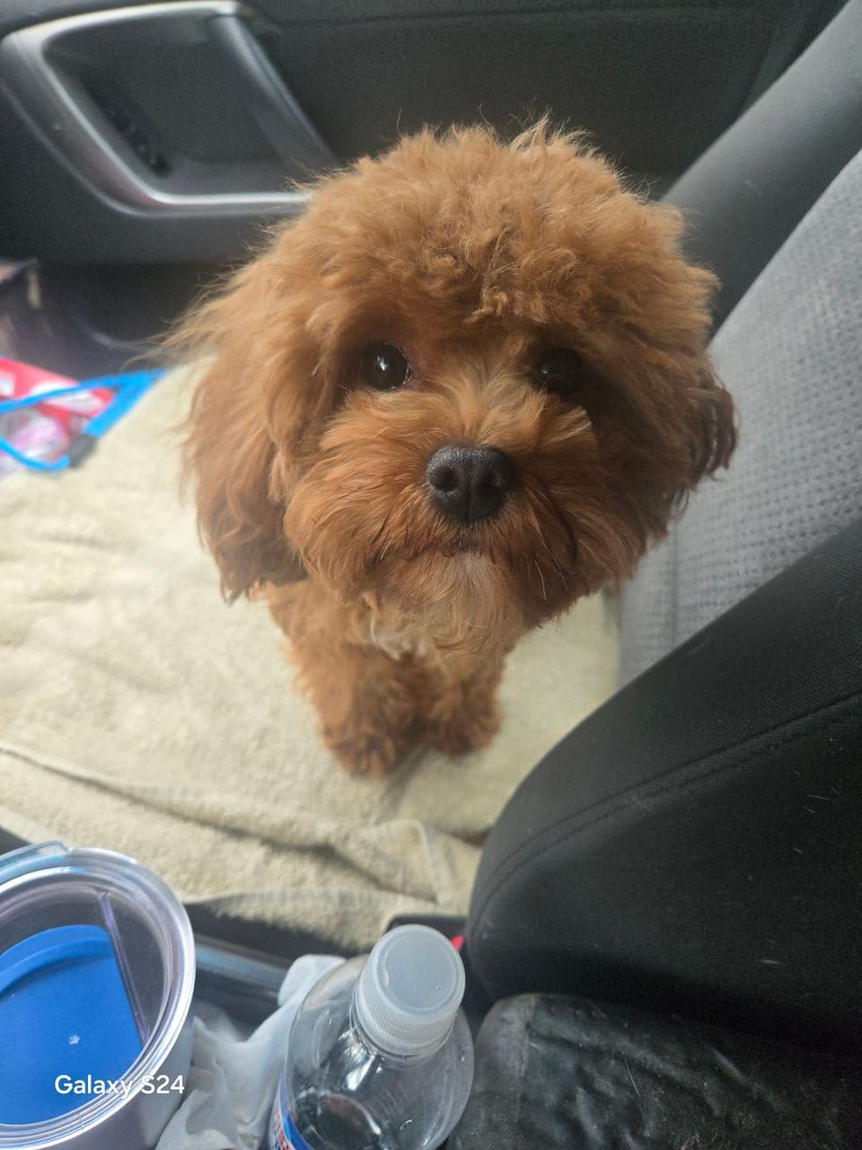 Pet travel photo 3