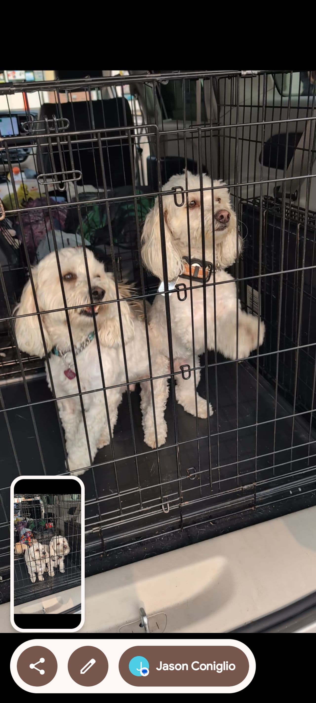 Pet travel photo 3