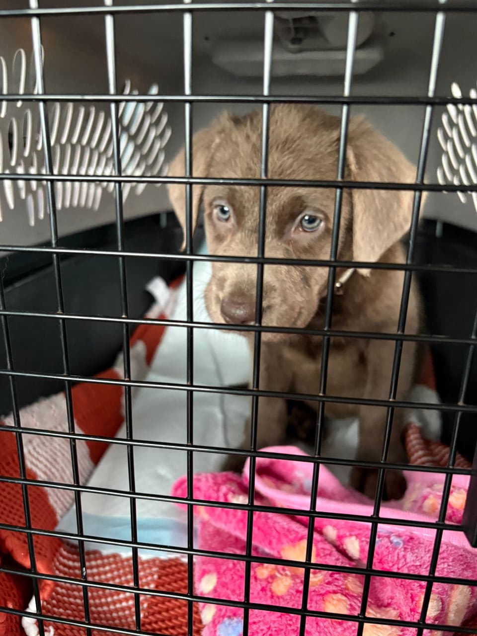 Pet travel photo 3