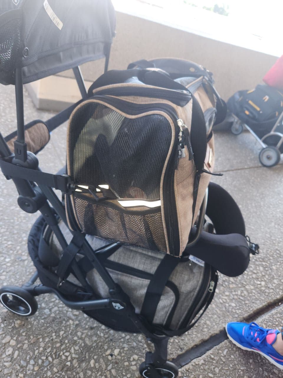 Pet travel photo 6