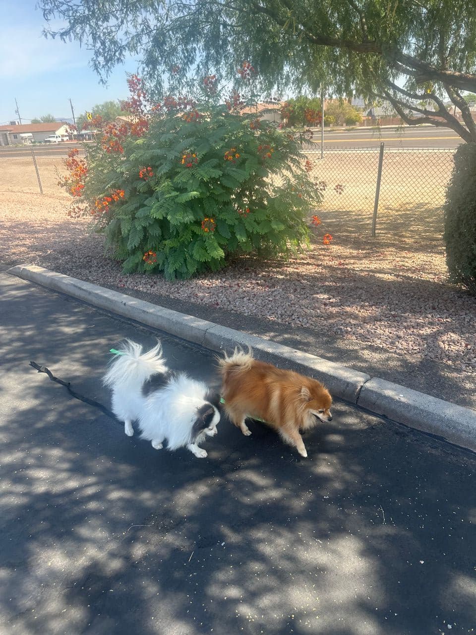 Pet travel photo 6