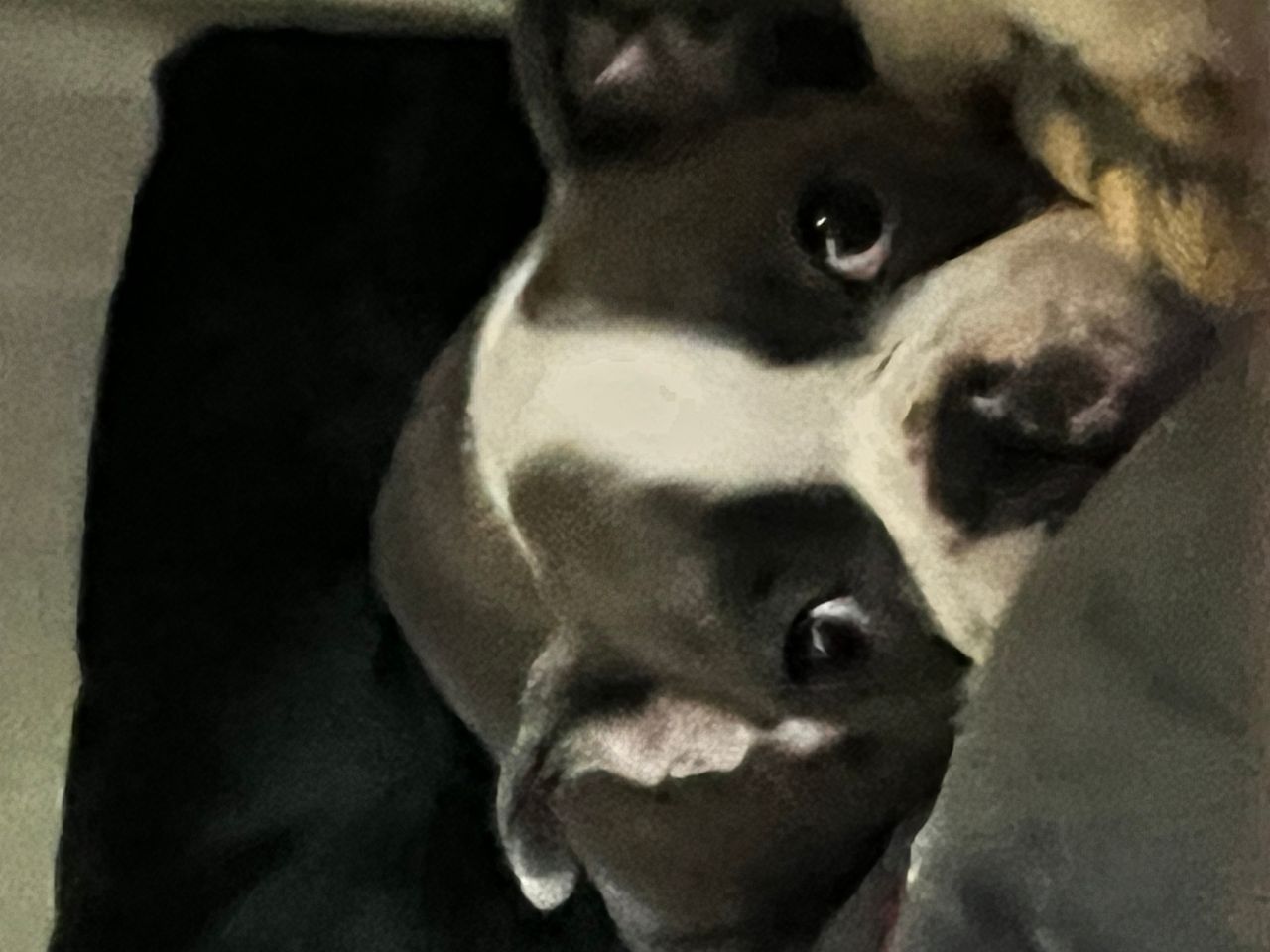 Pet travel photo 2