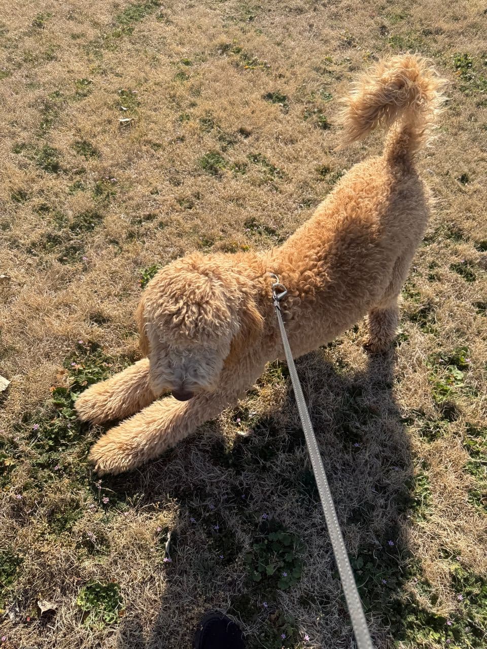 Pet travel photo 5