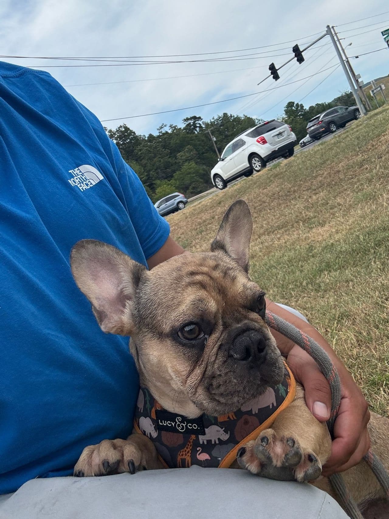 Pet travel photo 3