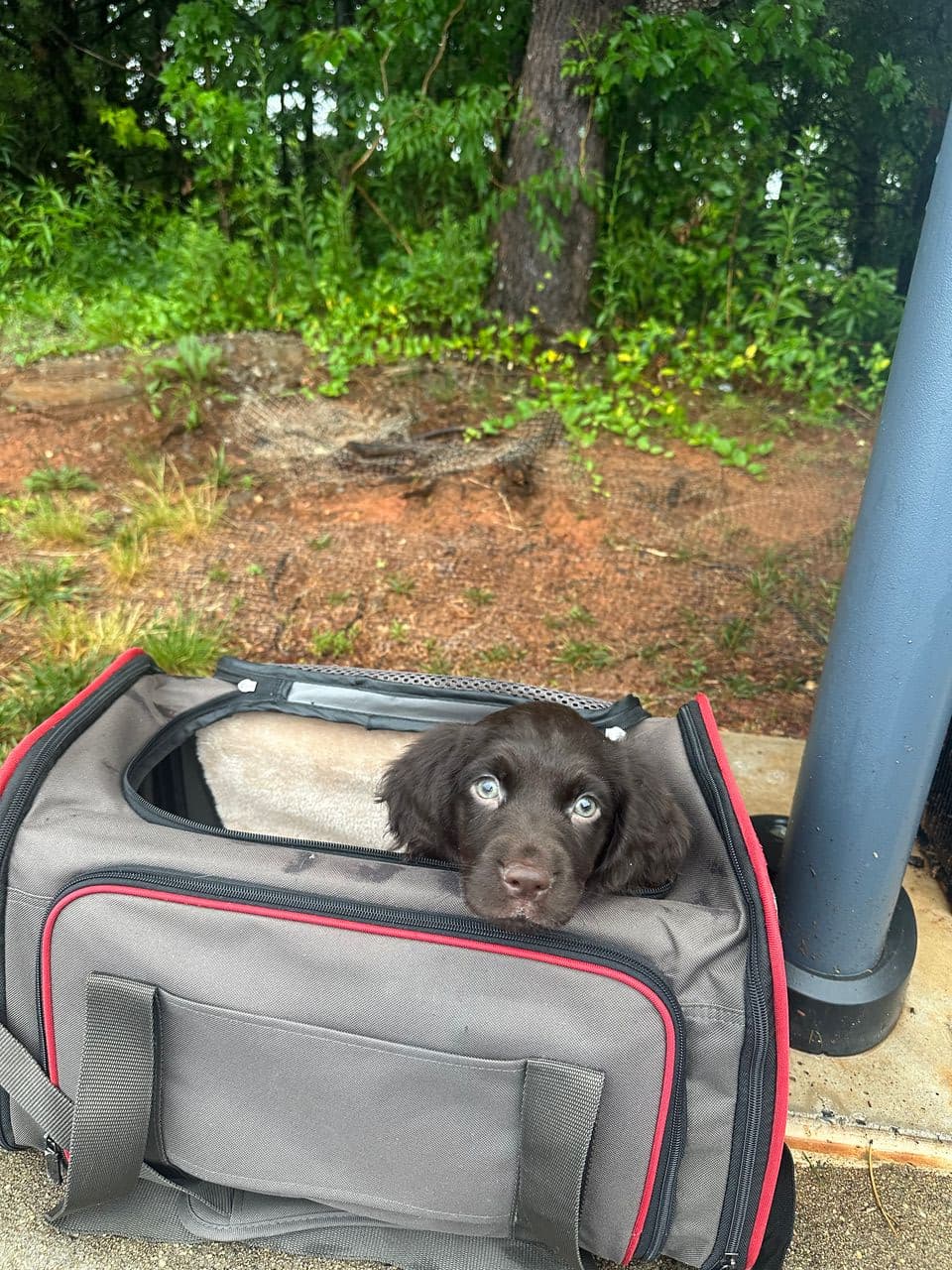 Pet travel photo 3