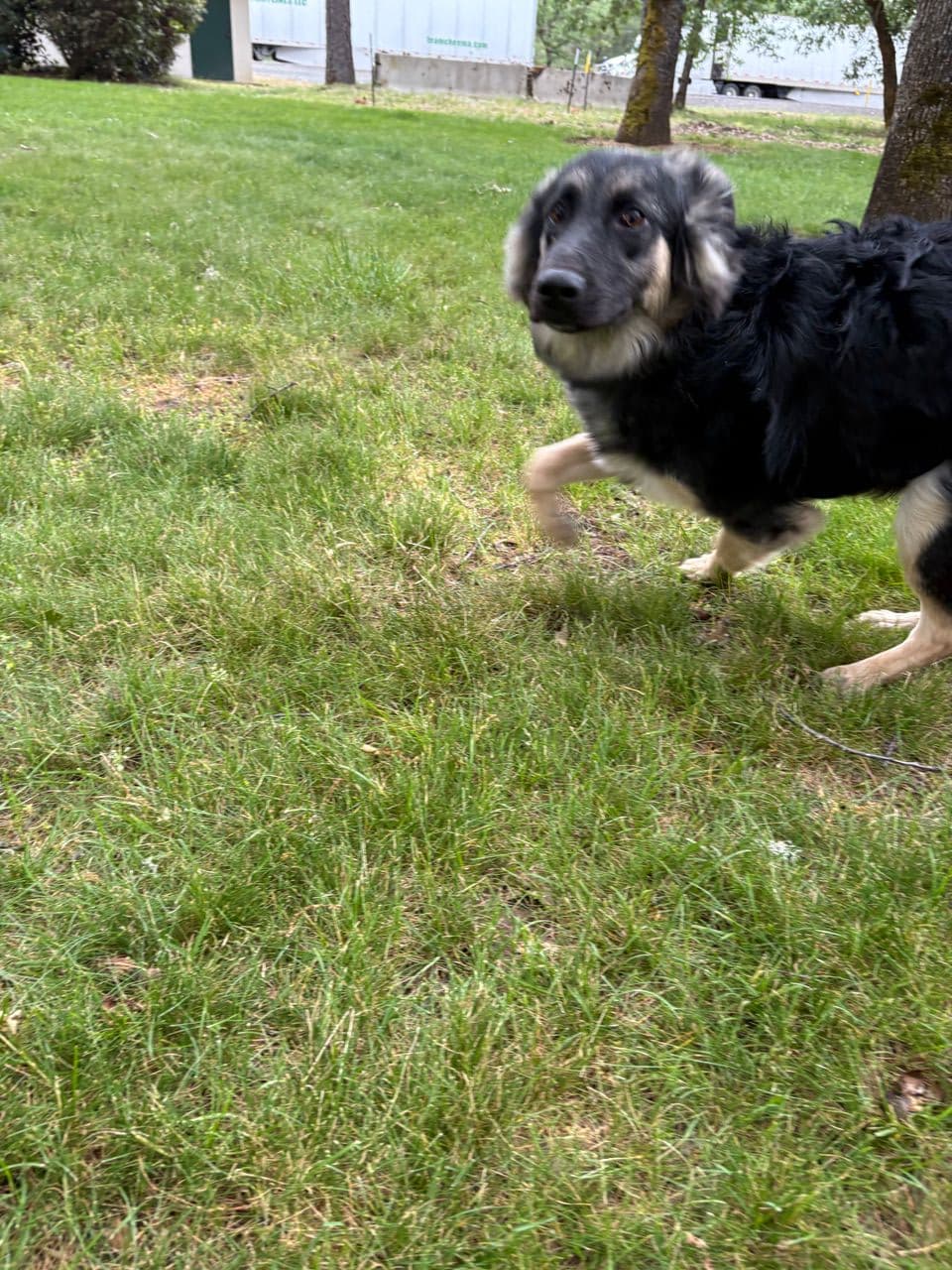 Pet travel photo 1