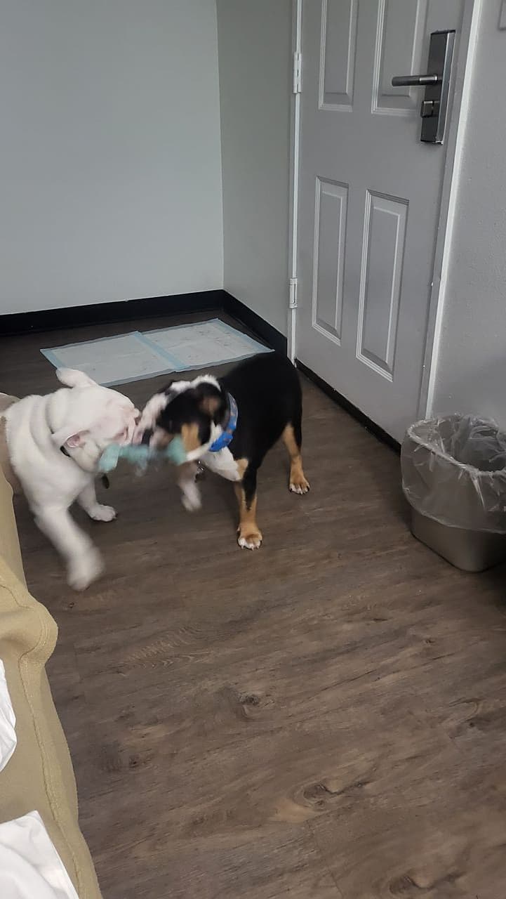 Pet travel photo 1