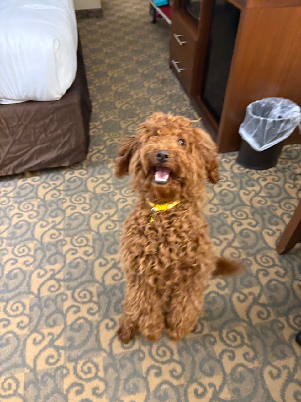 Pet travel photo 2