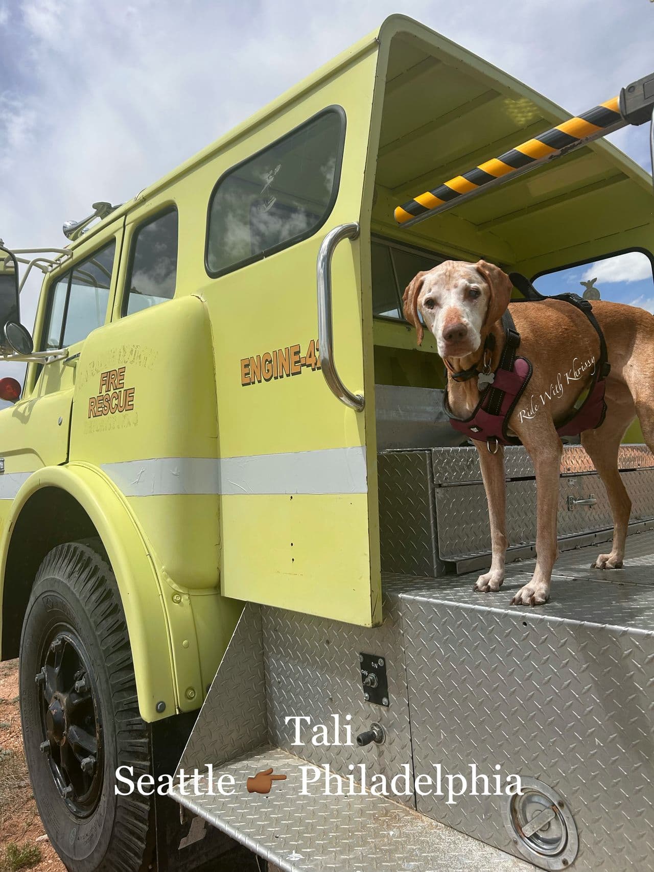 Pet travel photo 4