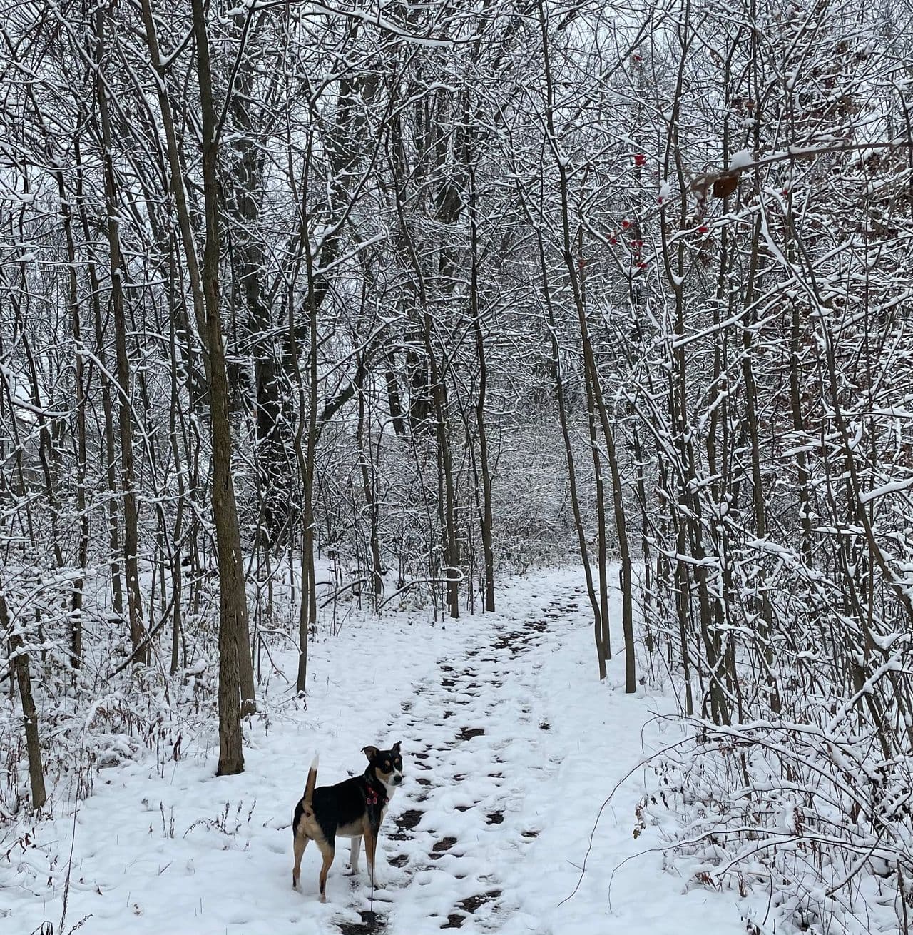 Pet travel photo 4