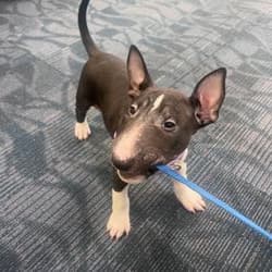 J&J FreshStart flight nanny transport & door to door