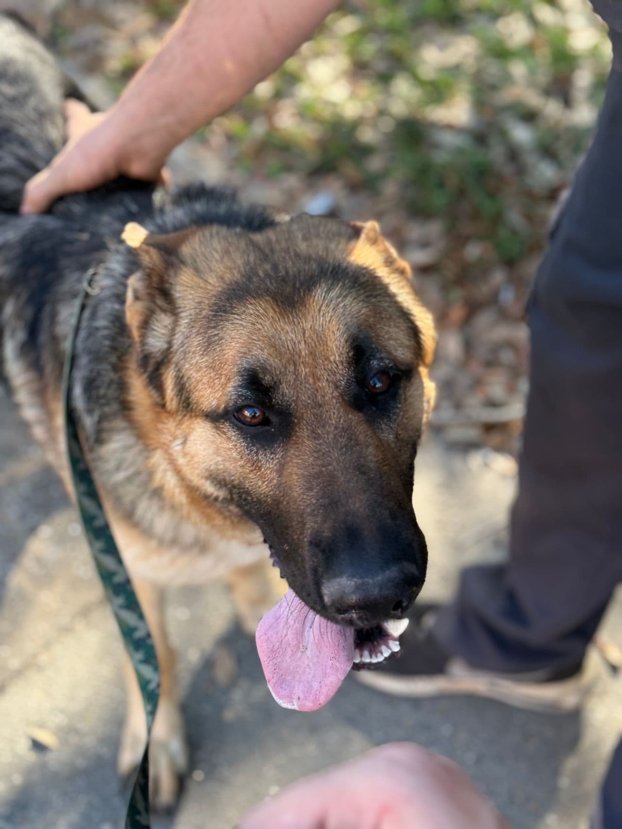 Pet travel photo 6