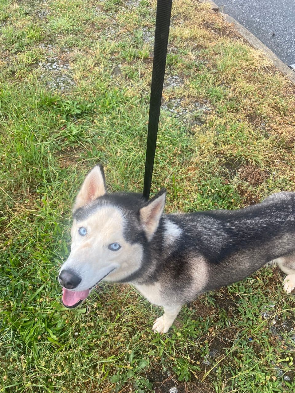 Pet travel photo 1