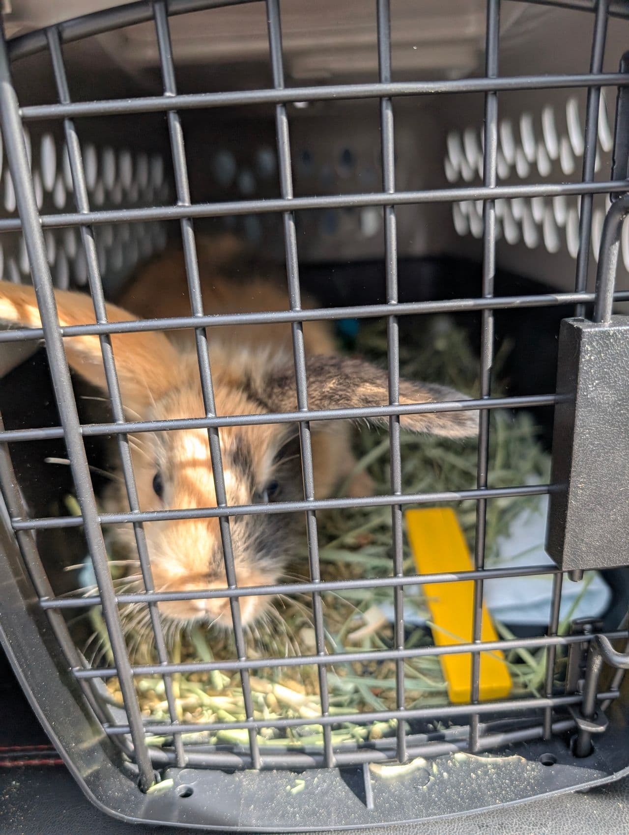 Pet travel photo 3