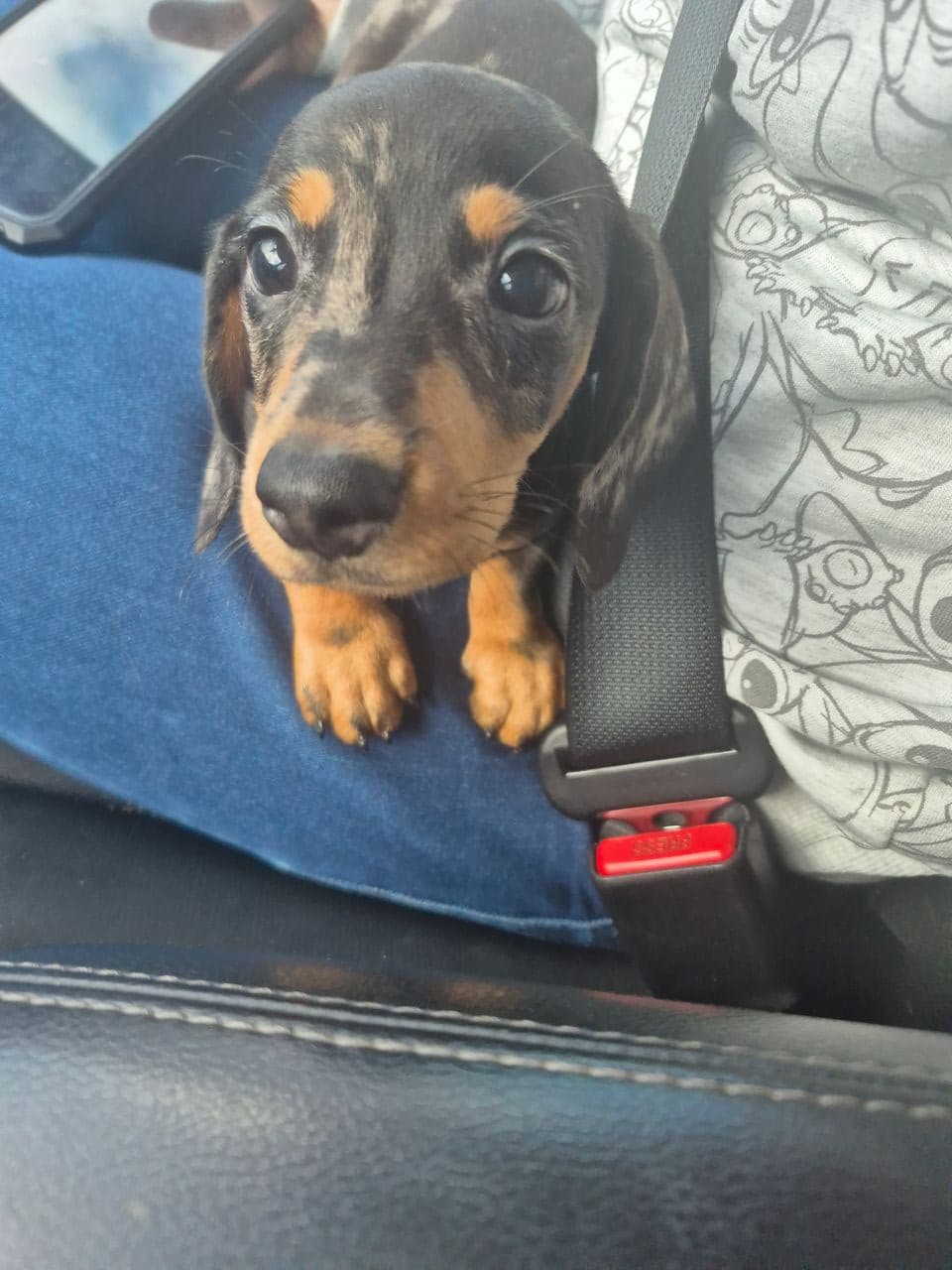 Pet travel photo 1