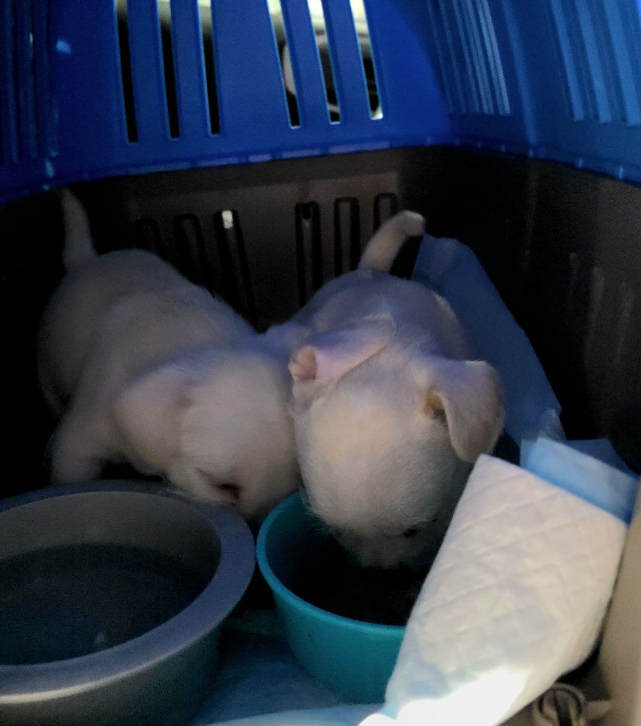 Pet travel photo 6
