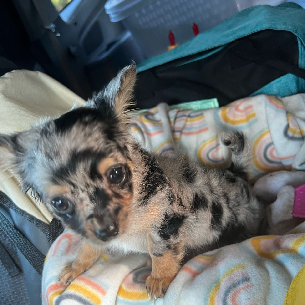 Pet travel photo 3