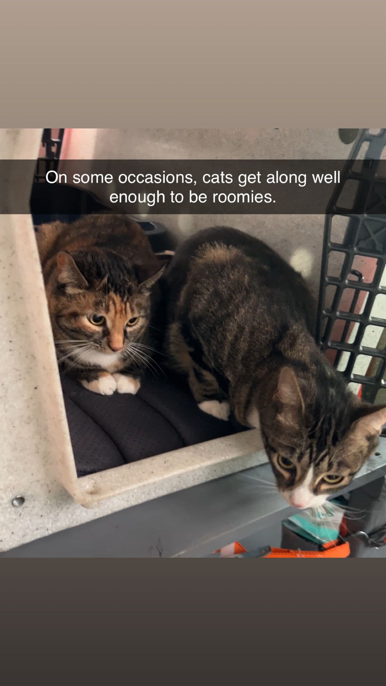 Pet travel photo 2