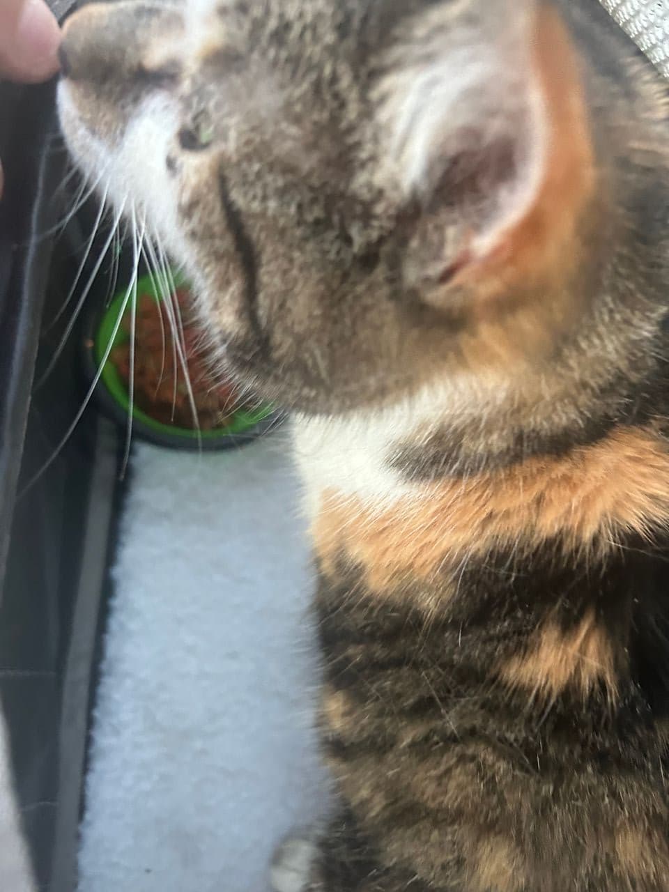 Pet travel photo 6