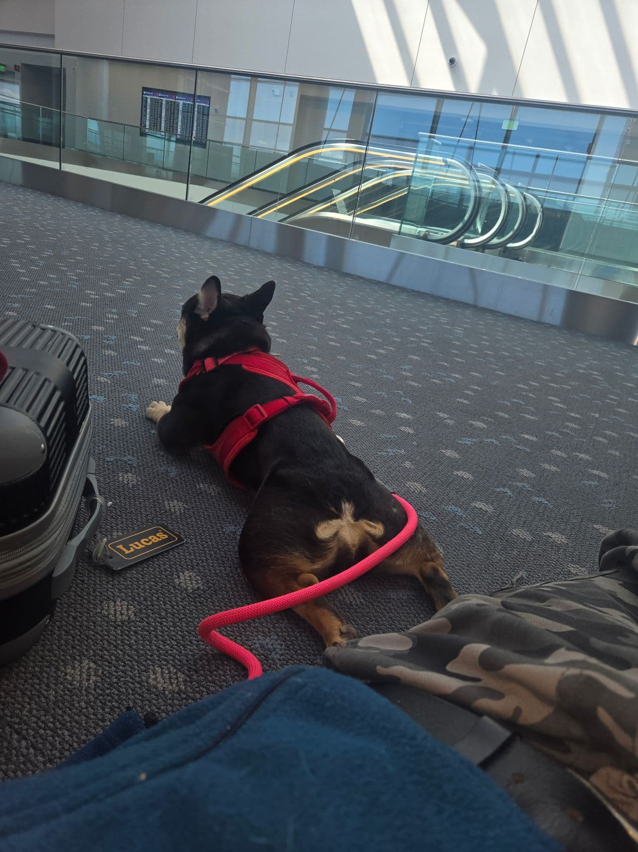 Pet travel photo 4