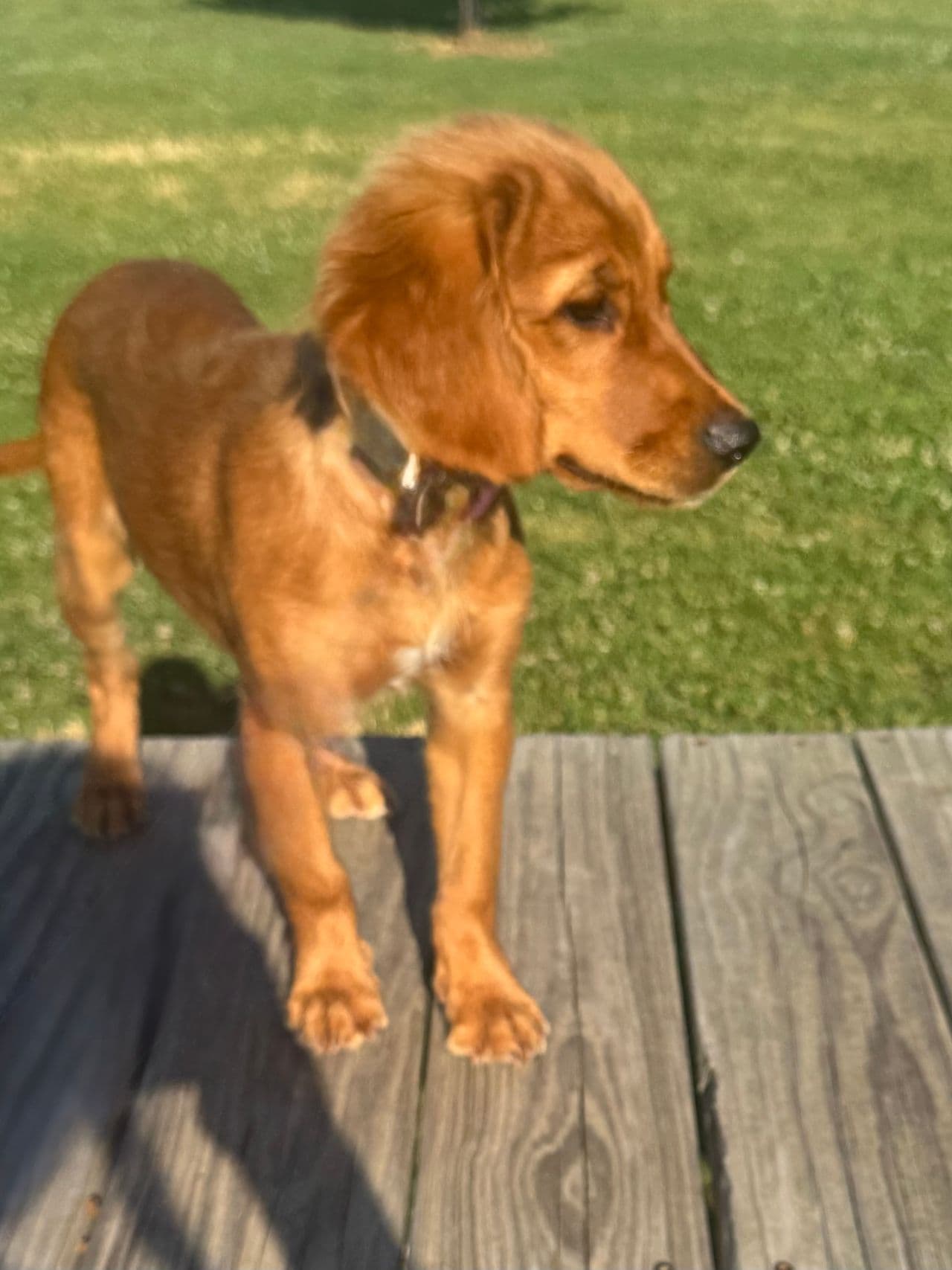 Pet travel photo 2