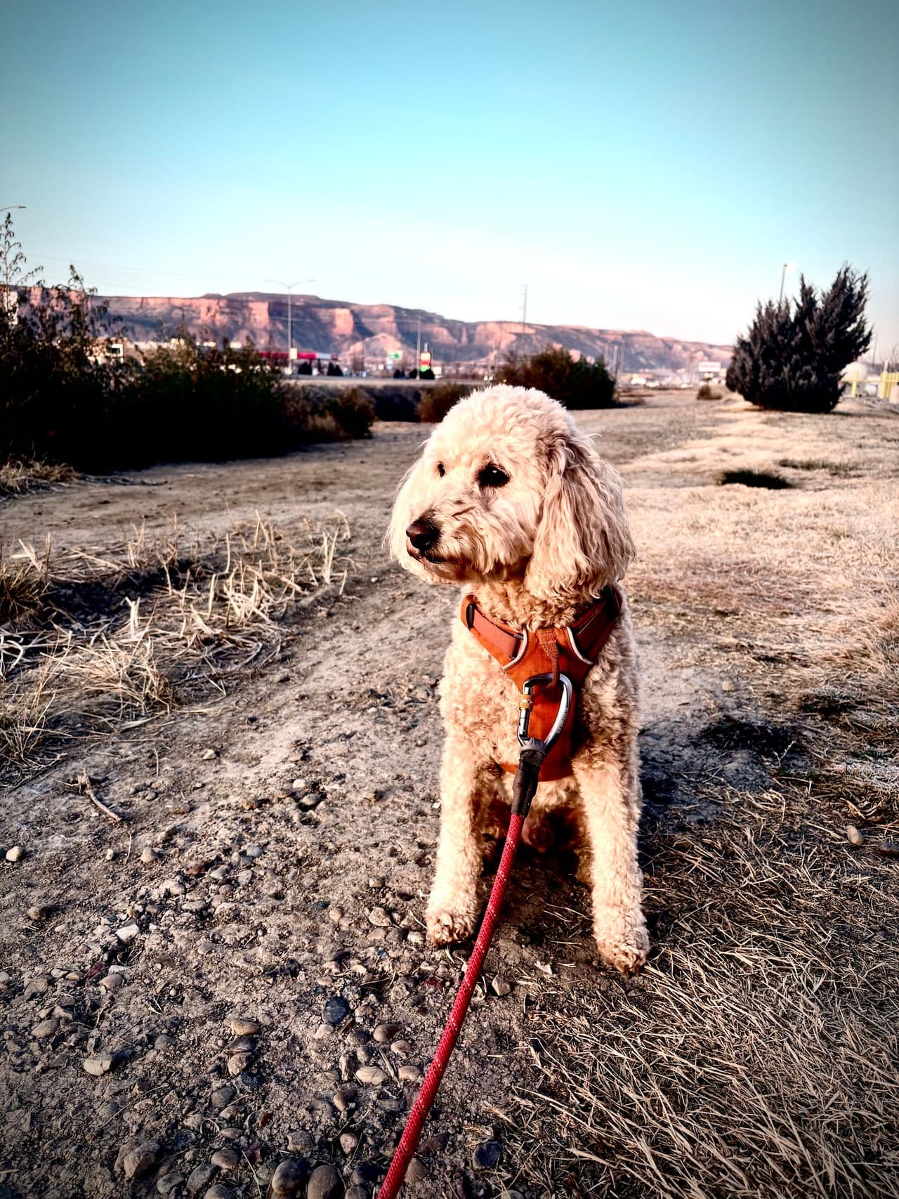 Pet travel photo 4