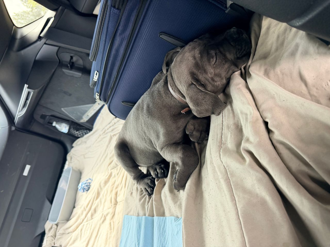 Pet travel photo 1