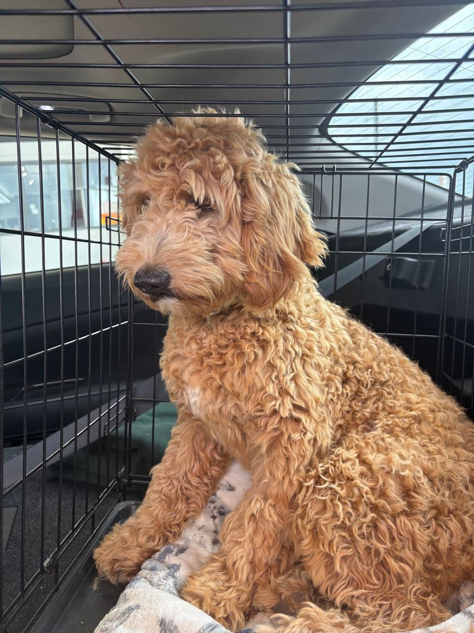 Pet travel photo 1