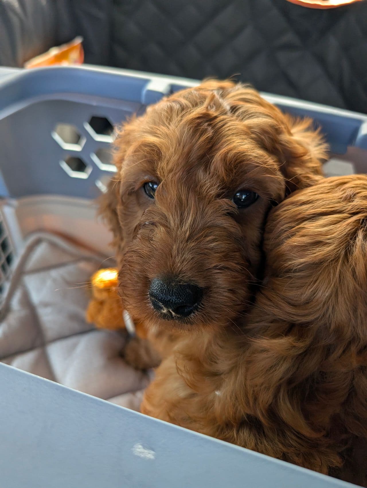 Pet travel photo 4