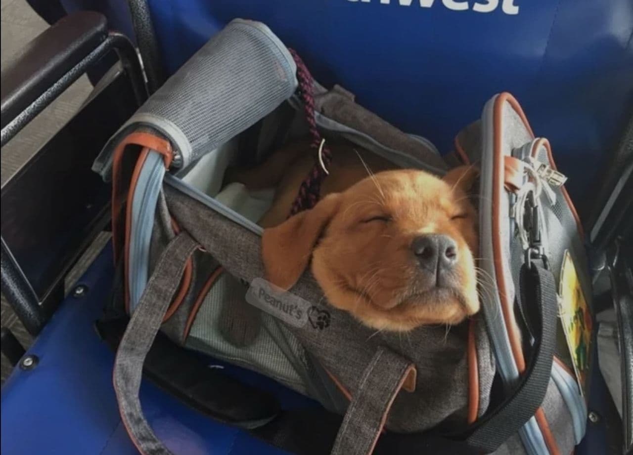 Pet travel photo 5