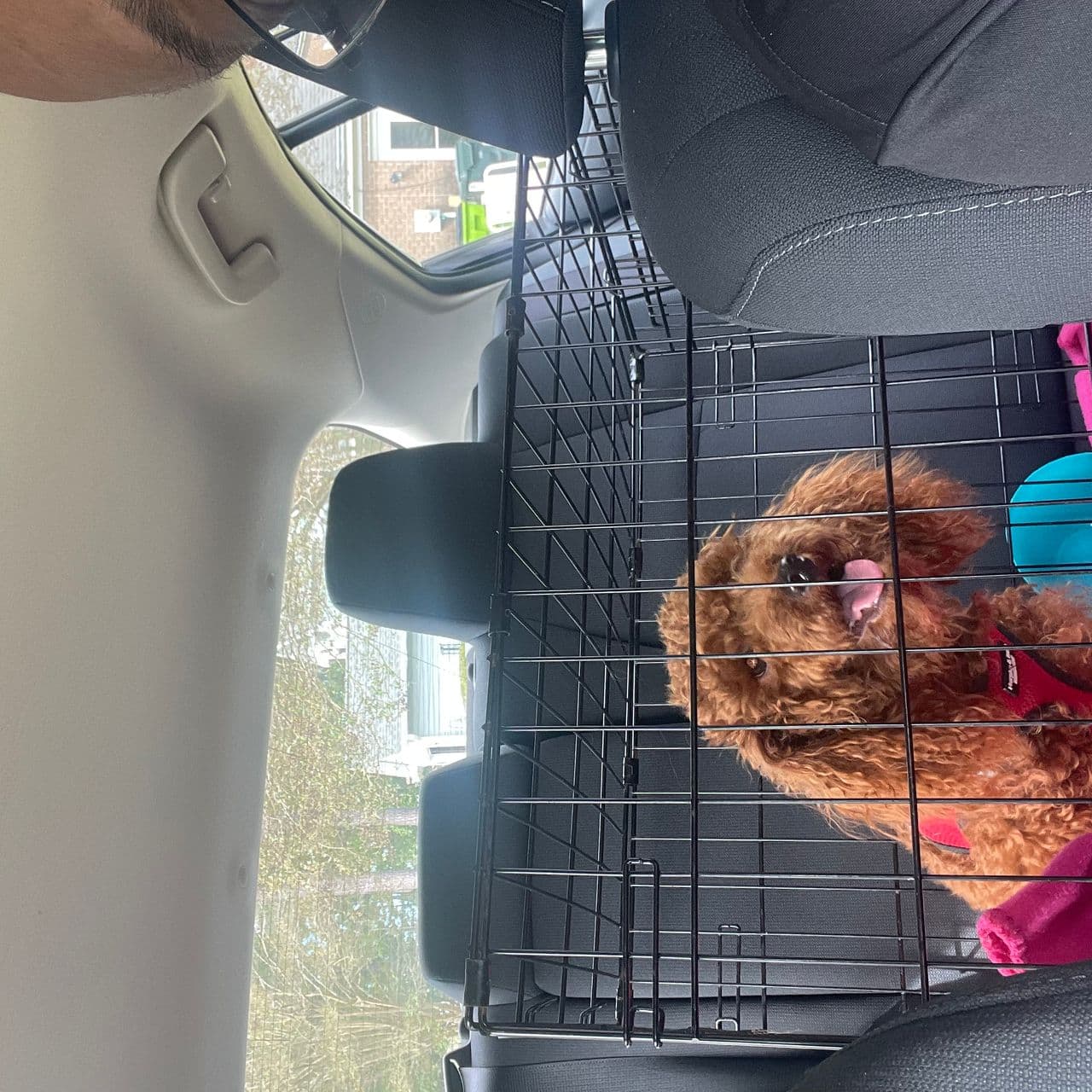 Pet travel photo 2
