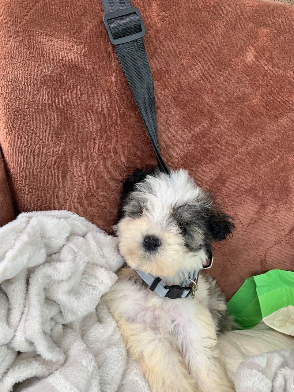 Pet travel photo 3