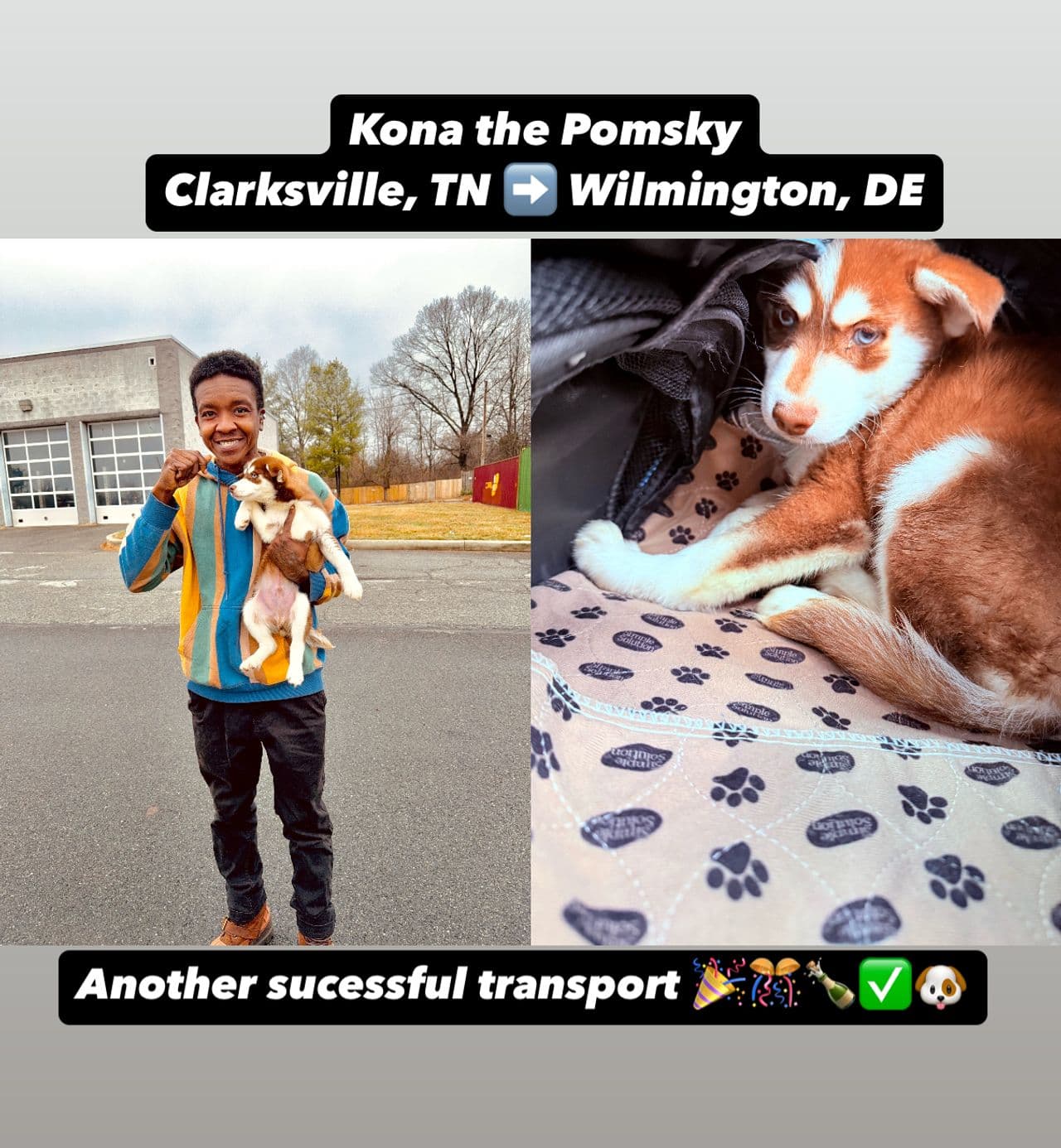 Pet travel photo 3