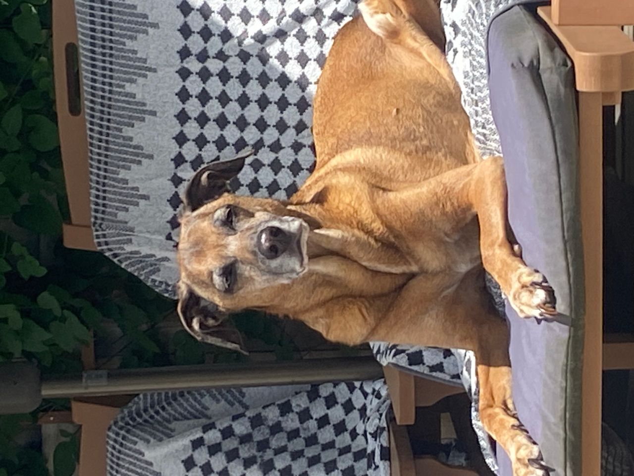 Pet travel photo 6