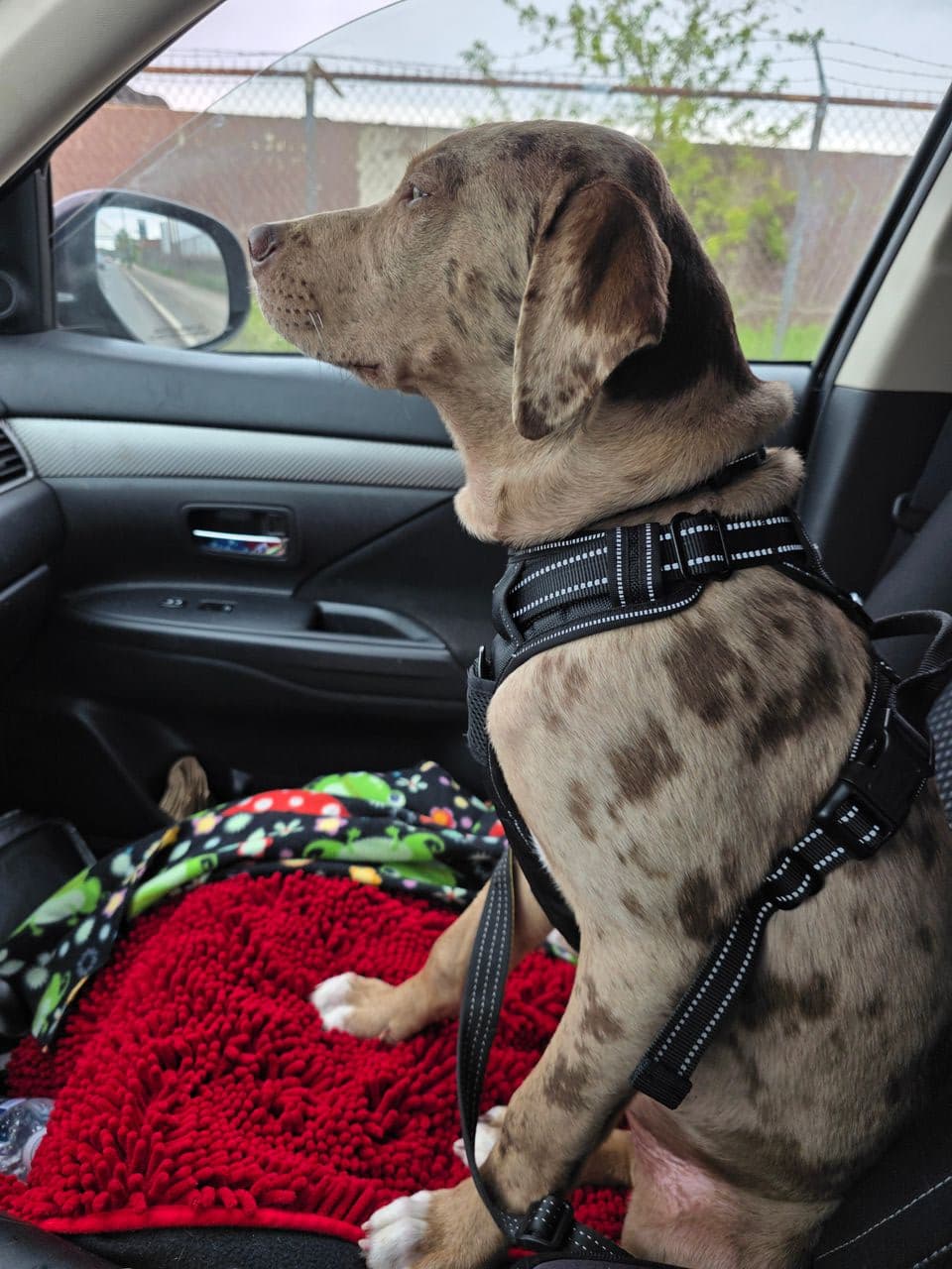 Pet travel photo 2