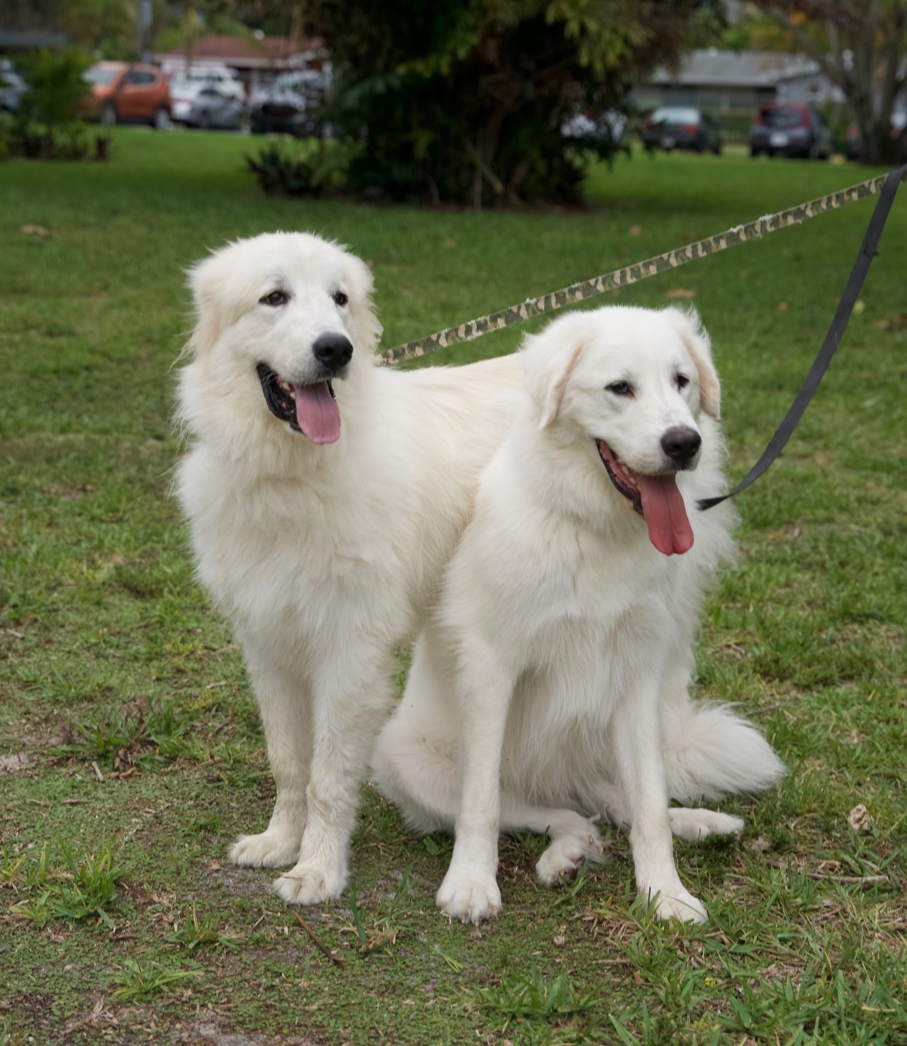 Pet travel photo 6