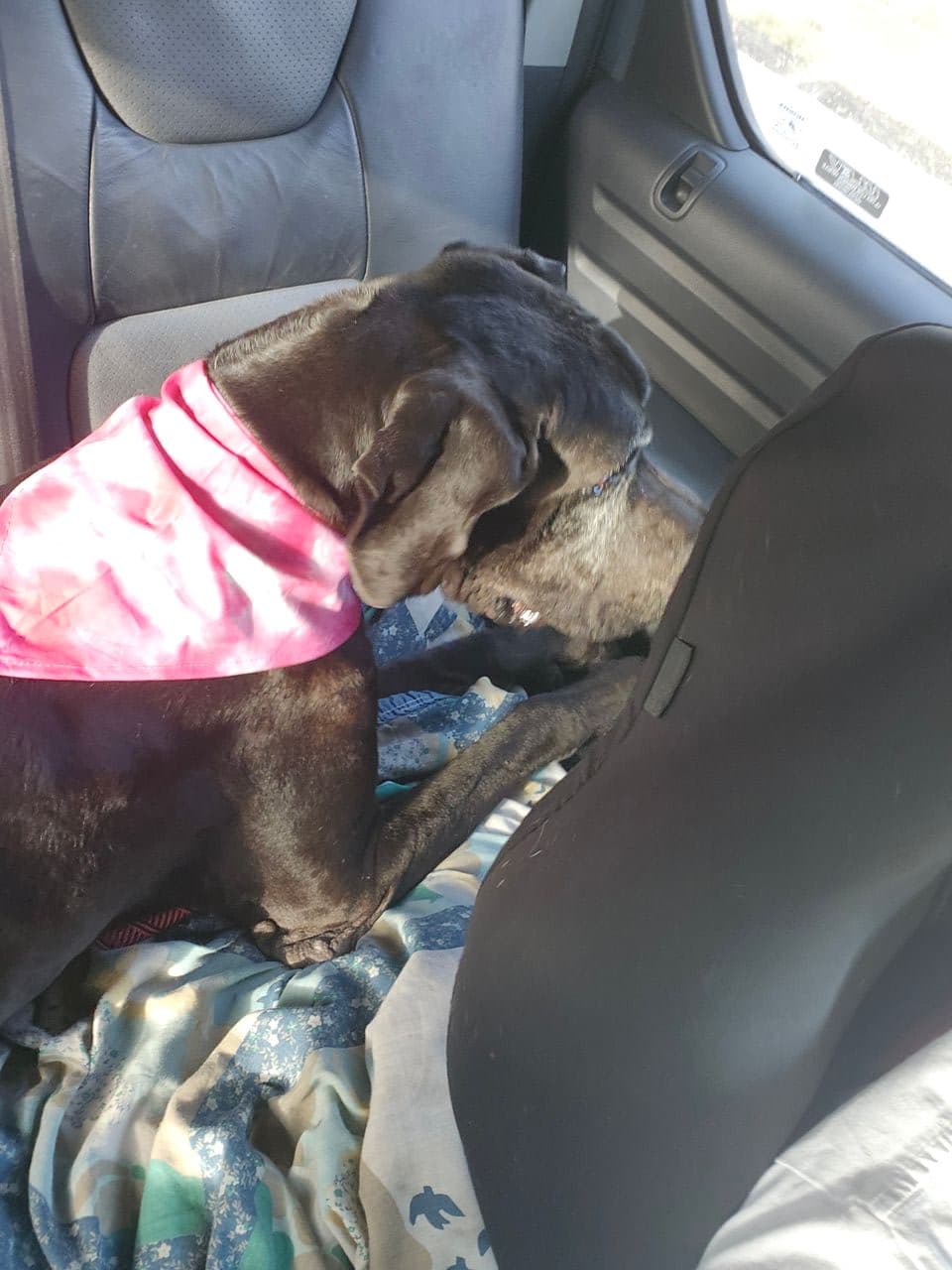 Pet travel photo 1