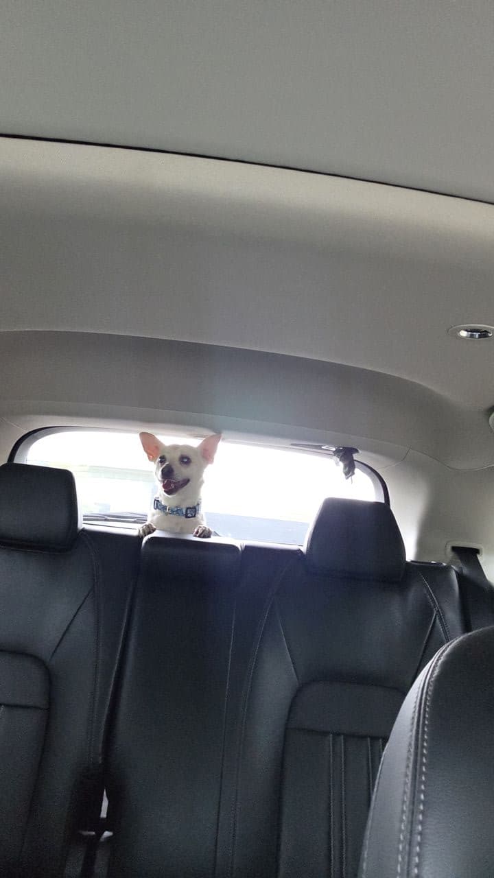 Pet travel photo 1