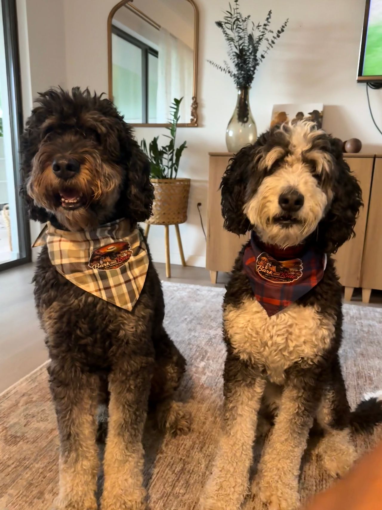 Pet travel photo 6