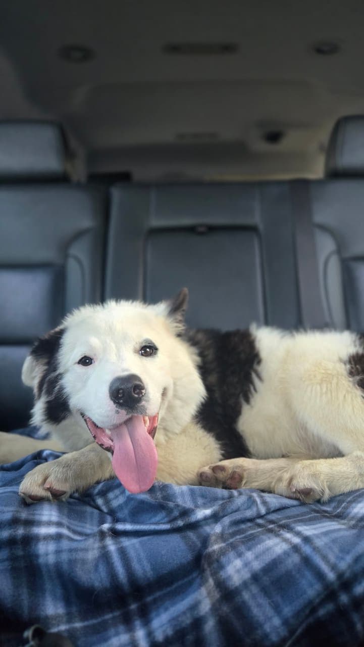 Pet travel photo 1